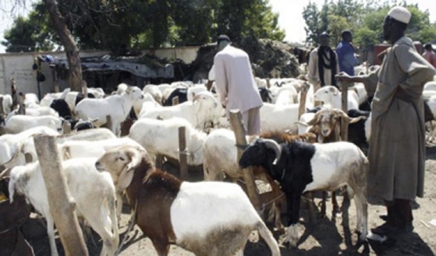 aprovisionnement en mouton - Senenews - Actualité au Sénégal, Politique, Économie, Sport